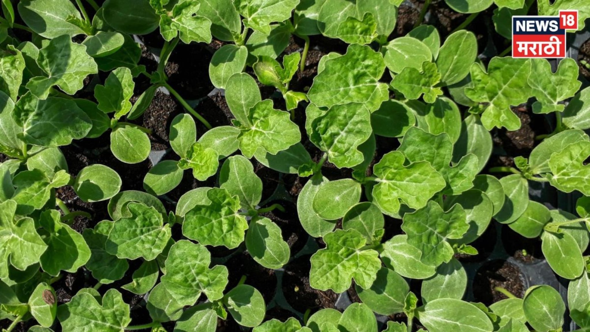 शेतकऱ्यांनो! लखपती व्हायचंय? फेब्रुवारीत ही संधी सोडूच नका