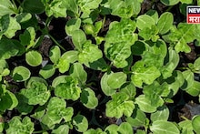 शेतकऱ्यांनो! लखपती व्हायचंय? फेब्रुवारीत ही संधी सोडू नका, या पिकातून ३ महिन्यात व्हाल मालामाल