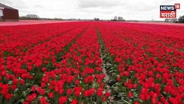 फक्त ५० पैसे खर्च करून विकताय लाखोंचा गुलाब, नेमकं करताय काय?