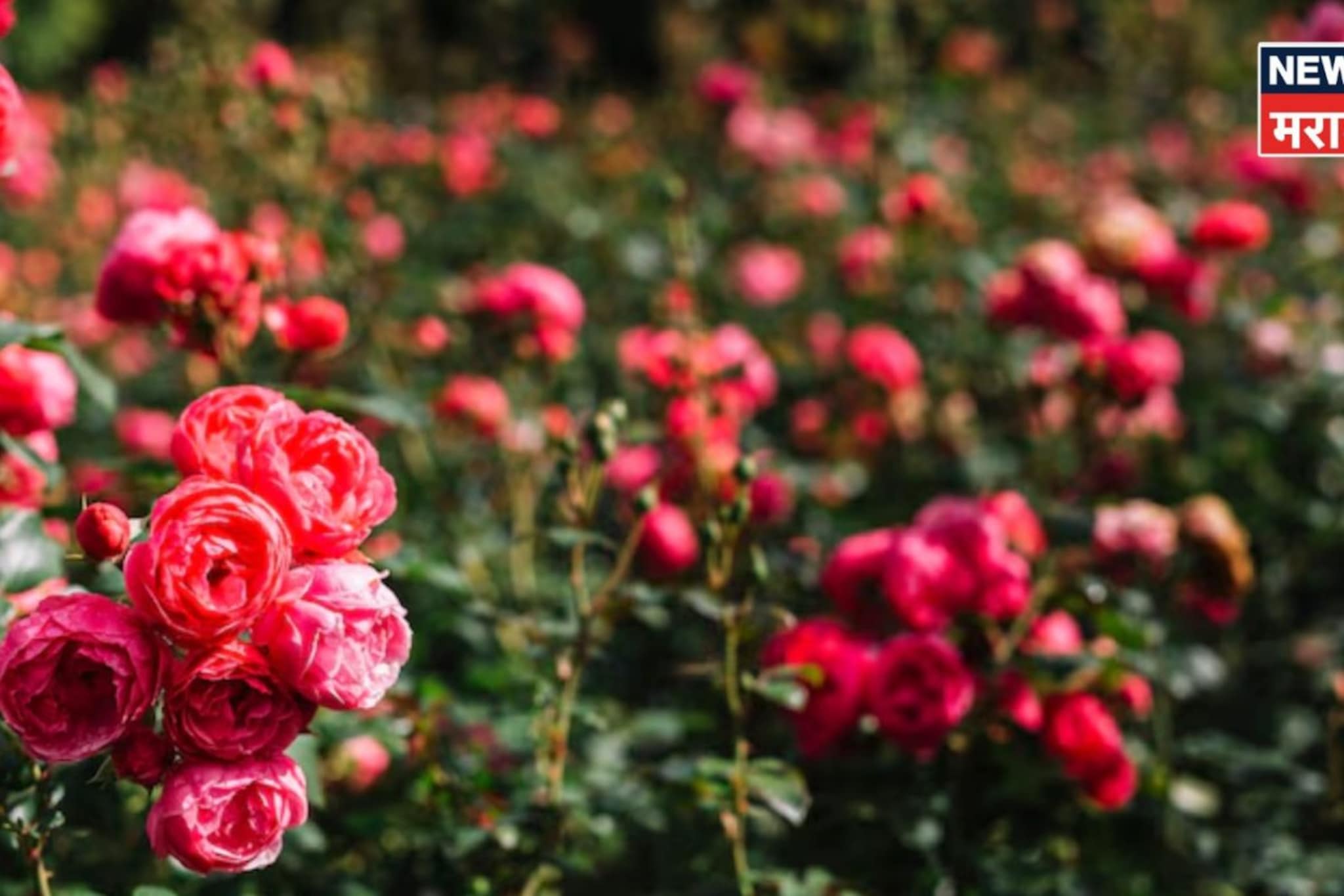 फक्त ५० पैसे खर्च करून विकताय लाखोंचा गुलाब, नेमकं करताय काय?