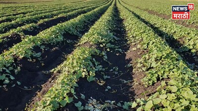 Farmer success story 