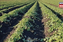 जालन्याच्या शेतकऱ्यानं टाइमिंग साधला, आता या शेतीतून ३ महिन्यात कमावणार १० लाख रुपये