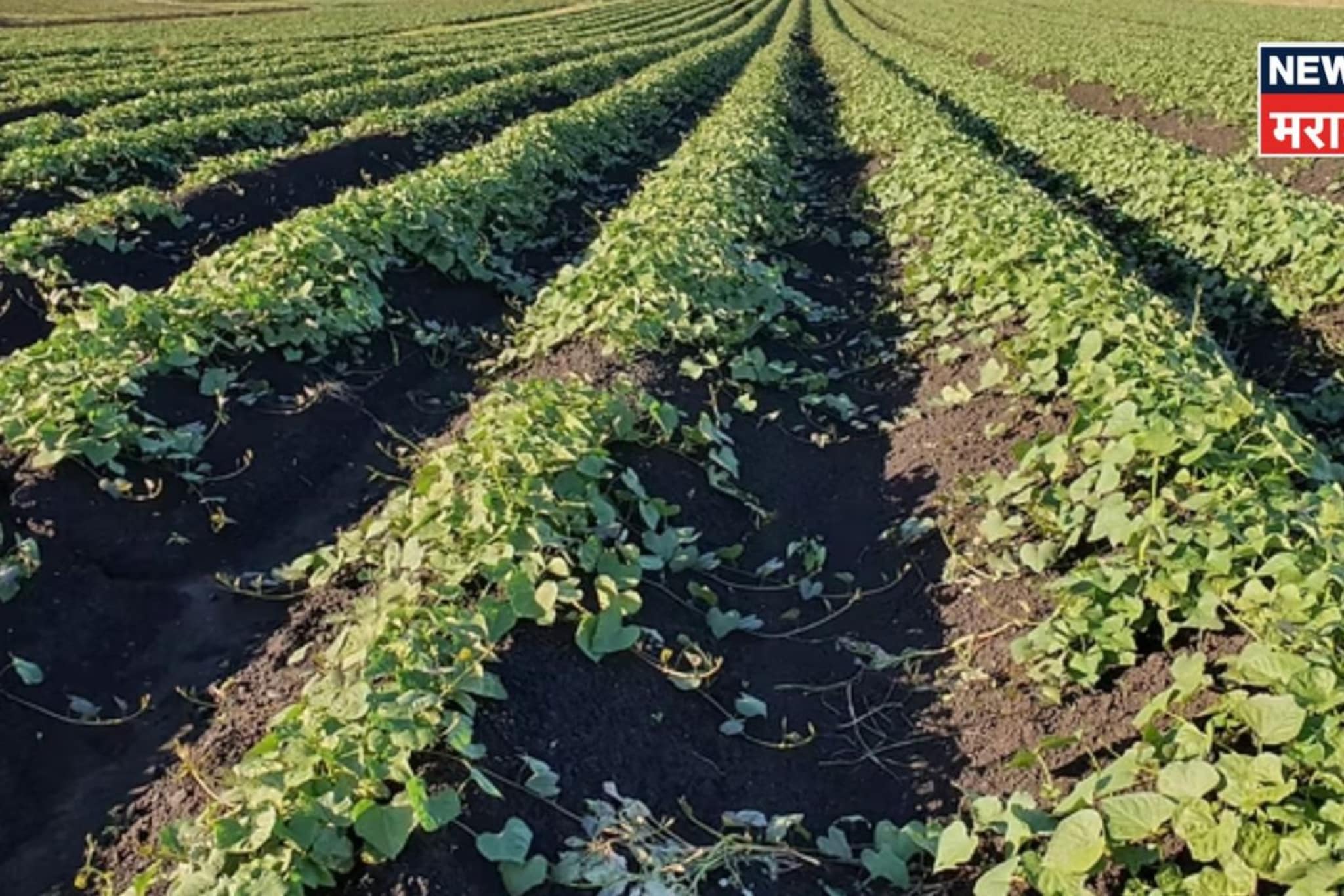 शेतकऱ्यानं टाइमिंग साधला! आता या शेतीतून ३ महिन्यात कमावणार १० लाख रुपये