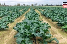 शेतकऱ्यांना फेब्रुवारीत ही संधी सोडूच नका! पिकासाठी एकरी ४५ हजार खर्च,२ महिन्यांत कमवाल ५ लाख रुपये