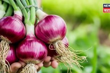 एकरात ३५ टन उत्पादन मिळणार! शेतकऱ्याच्या 'सोना ४०' कांद्याच्या नवीन वाणाला केंद्र सरकारची मान्यता, खासियत काय?