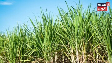 तुमच्या शेतातला ऊस अचानक पिवळा होतोय का? त्यामागची कारणे काय?