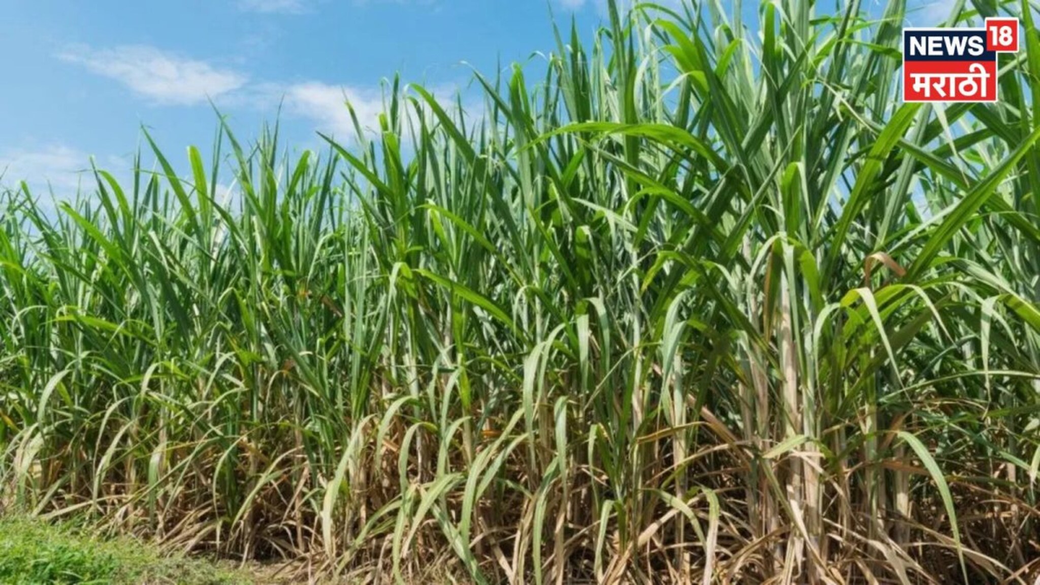 तुमच्या शेतातला ऊस अचानक पिवळा होतोय का? त्यामागची कारणे काय? एक्स्पर्टने थेट सांगितलं