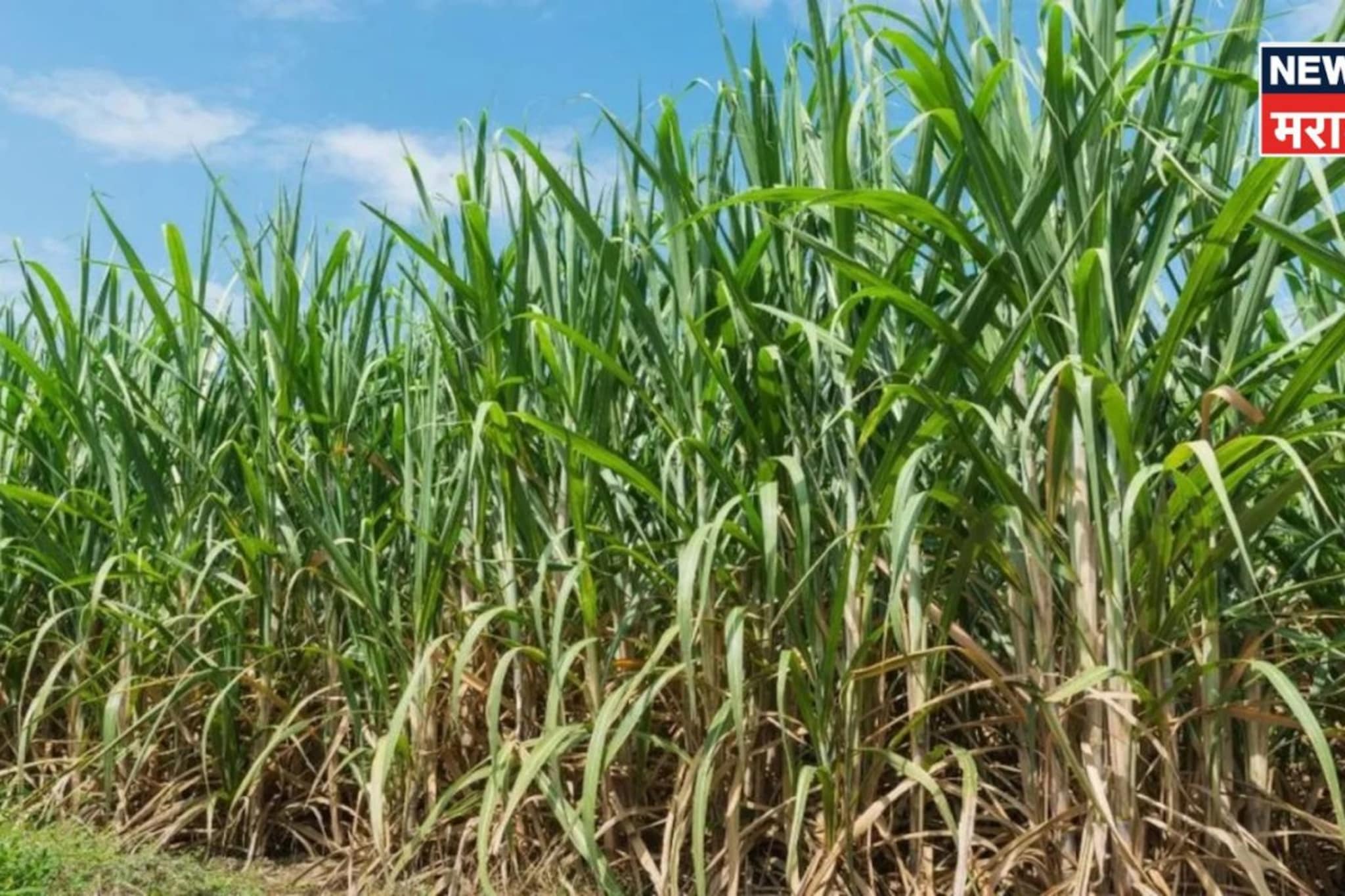 तुमच्या शेतातला ऊस अचानक पिवळा होतोय का? त्यामागची कारणे काय?