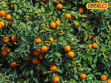 पिंपल्स आणि चेहऱ्यावरील डागांचं टेंशनच सोडा, 'या' सोप्या उपायांनी उजळेल त्वचा..