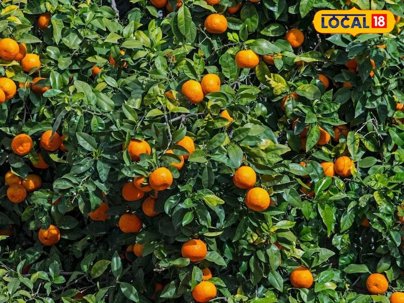 संत्री हे आरोग्यासाठी अनेकप्रकारे फायदेशीर ठरणारं फळ आहे. रसाळ संत्री चवदार असण्यासोबतच सौंदर्यासाठी देखील अतिशय उपयुक्त असते. संत्र्याची साल व्हिटॅमिन सी आणि अँटीऑक्सिडंट्सने समृद्ध असते. या सालीचा योग्यप्रकारे वापर केल्यास चेहऱ्यावरील मुरुम आणि डाग दूर होऊ शकतात. महागड्या सौंदर्य उत्पादनांपेक्षा संत्र्याची साल अतिशय प्रभावी ठरते. तुमची त्वचा तेलकट असो किंवा टॅन झालेली असो संत्र्याच्या सालीचा योग्य वापर केल्यास त्वचेवर नैसर्गिक चमक येऊ शकते. संत्री हे आरोग्यासाठी अनेकप्रकारे फायदेशीर ठरणारं फळ आहे. रसाळ संत्री चवदार असण्यासोबतच सौंदर्यासाठी देखील अतिशय उपयुक्त असते. संत्र्याची साल व्हिटॅमिन सी आणि अँटीऑक्सिडंट्सने समृद्ध असते. या सालीचा योग्यप्रकारे वापर केल्यास चेहऱ्यावरील मुरुम आणि डाग दूर होऊ शकतात. महागड्या सौंदर्य उत्पादनांपेक्षा संत्र्याची साल अतिशय प्रभावी ठरते. तुमची त्वचा तेलकट असो किंवा टॅन झालेली असो संत्र्याच्या सालीचा योग्य वापर केल्यास त्वचेवर नैसर्गिक चमक येऊ शकते.