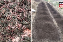 एकदम कमी खर्च! शेतीला जोड हा व्यवसाय कराच, घरात दररोज येतील पैसे, व्हाल लखपती