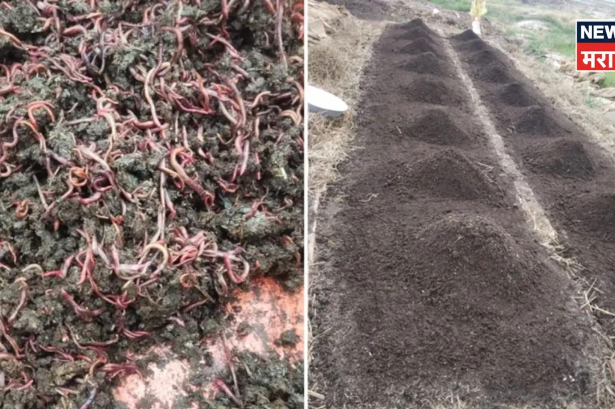 एकदम कमी खर्च! शेतीला जोड हा व्यवसाय कराच, घरात दररोज येतील पैसे,व्हाल लखपती