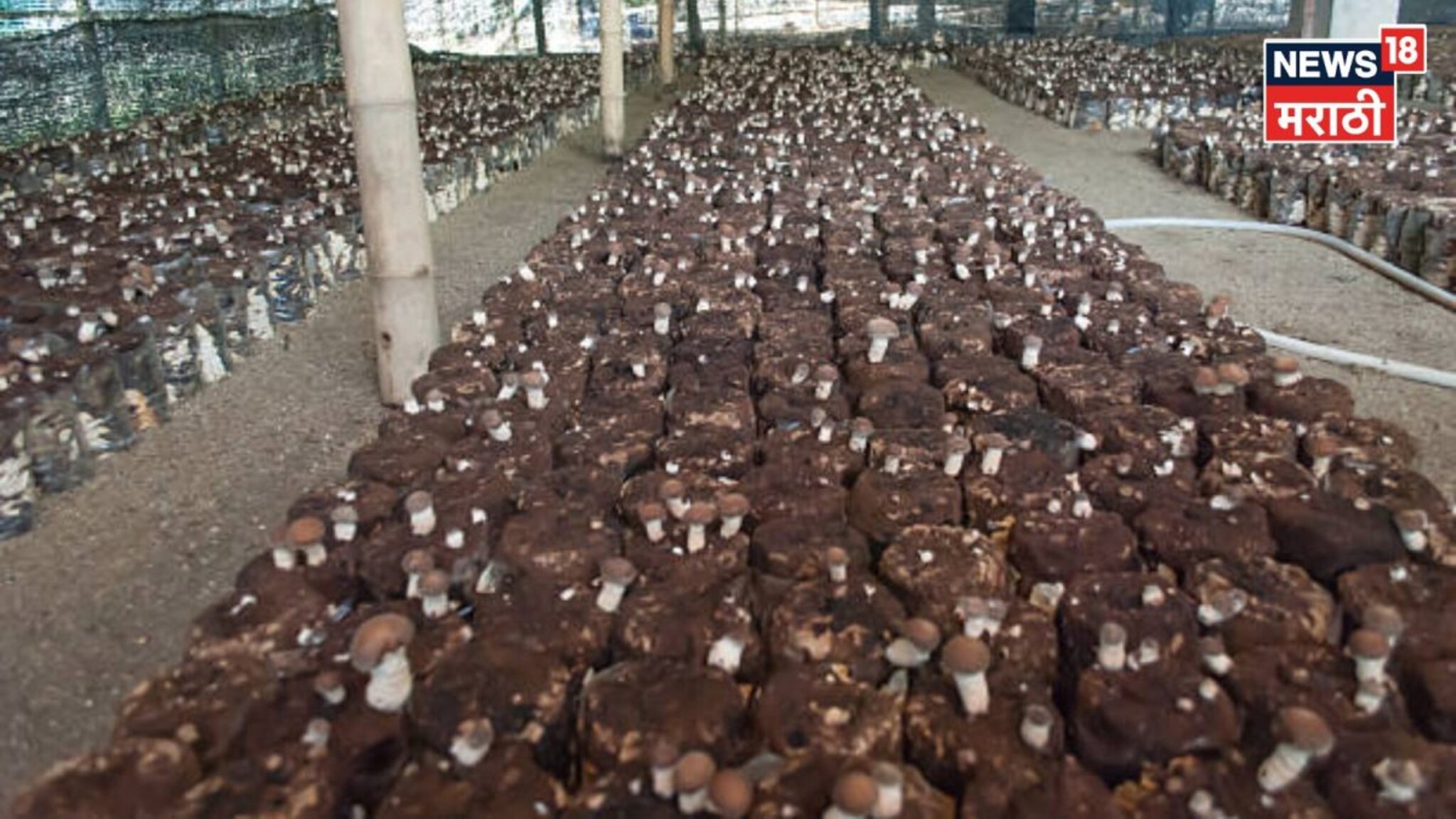 नोकरीला जोड एक्स्ट्रा इन्कम हवंय? छोट्या खोलीत सुरू करा ही शेती, महिन्याला कराल बक्कळ कमाई