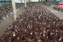 नोकरीला जोड एक्स्ट्रा इन्कम हवंय? छोट्या खोलीत सुरू करा ही शेती, महिन्याला कराल बक्कळ कमाई