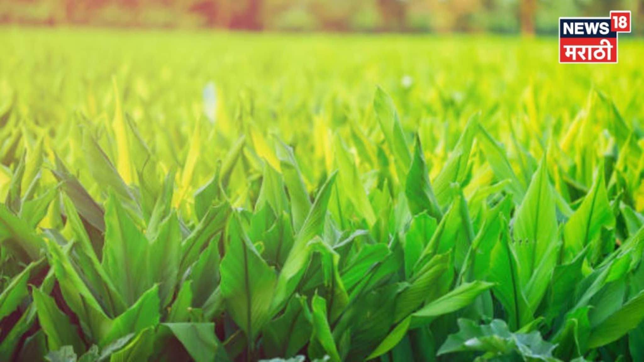 सोयाबीन कापसाचा नाद सोडला! शेतात 'पिवळ्या' सोन्याची लागवड केली, अन् थेट ५ कोटी रु कमावले