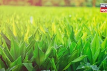 सोयाबीन कापसाचा नाद सोडला! शेतात 'पिवळ्या' सोन्याची लागवड केली, अन् थेट ५ कोटी रु कमावले