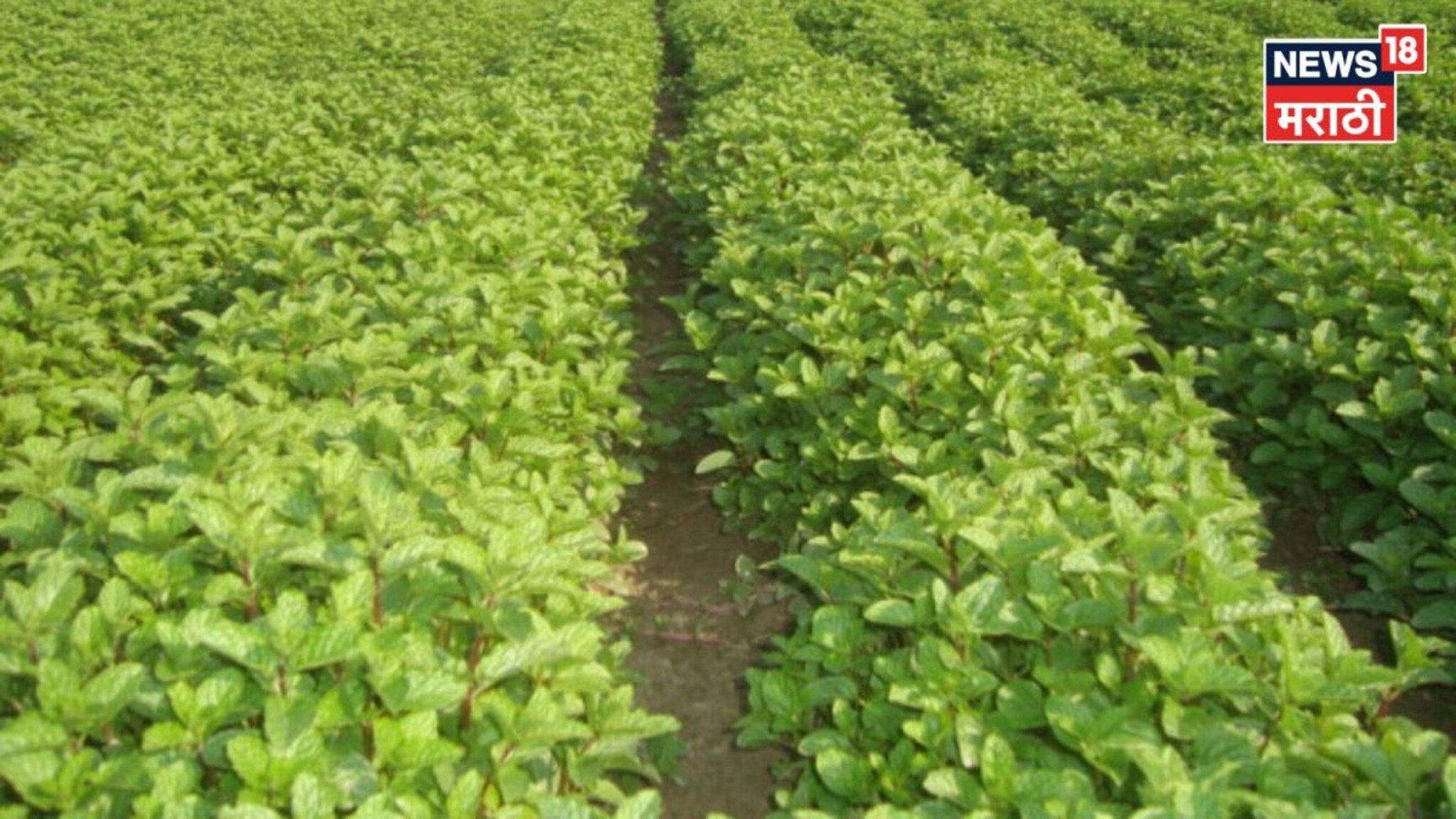 अशी संधी पुन्हा नाही! उन्हाळ्यात प्रचंड मागणी, या पिकाच्या १ लिटर तेलाला मिळतोय ३,५०० रु भाव, कराल लाखोंची कमाई