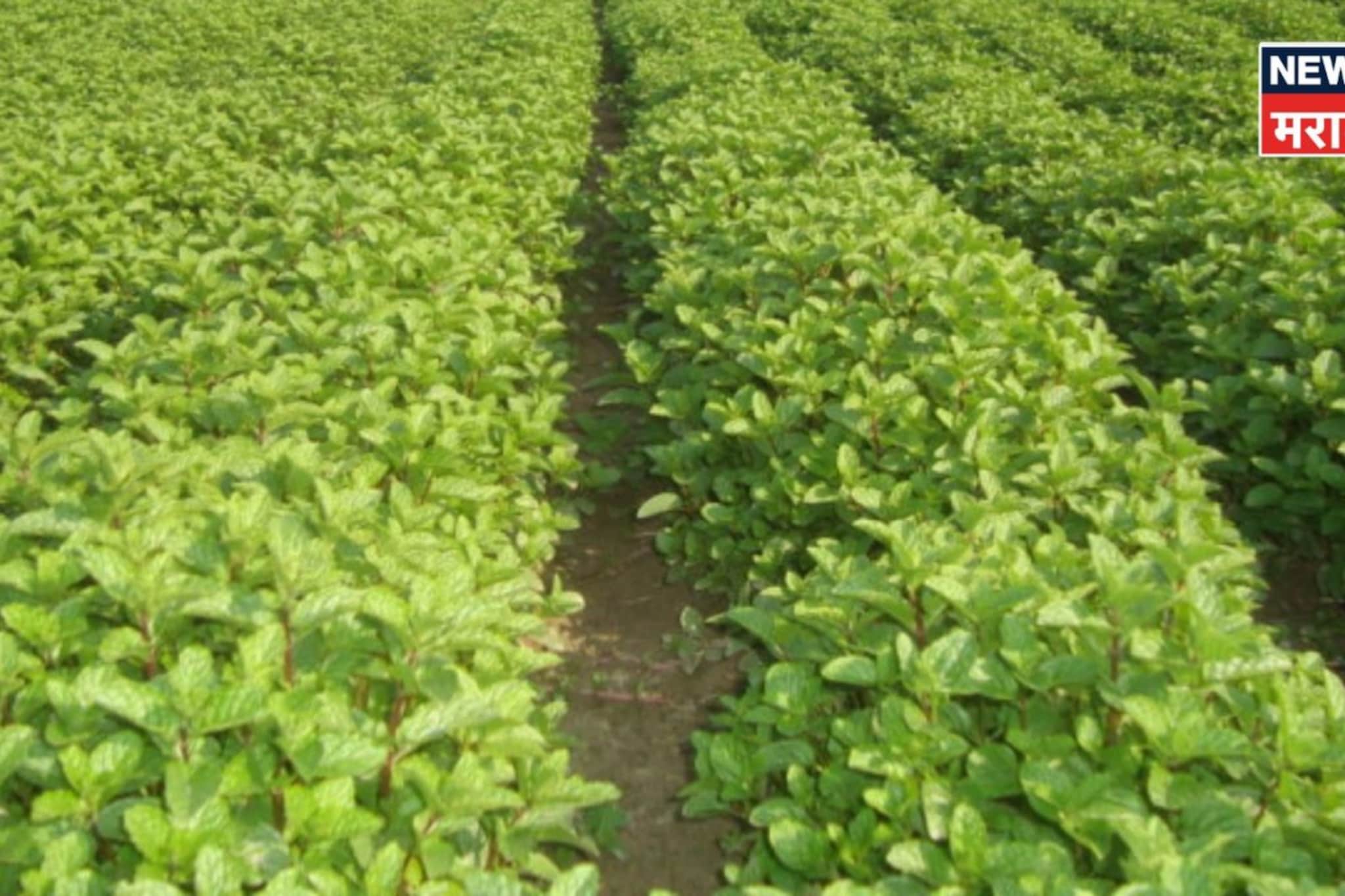 उन्हाळ्यात या पिकाच्या १ लिटर तेलाला मिळतोय ३,५०० रु भाव, कराल लाखोंची कमाई उन्हाळ्यात या पिकाच्या १ लिटर तेलाला मिळतोय ३,५०० रु भाव, कराल लाखोंची कमाई