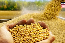 सोयाबीनच्या बाजारभावात पुन्हा उलटफेर! सध्याचे मार्केट काय?
