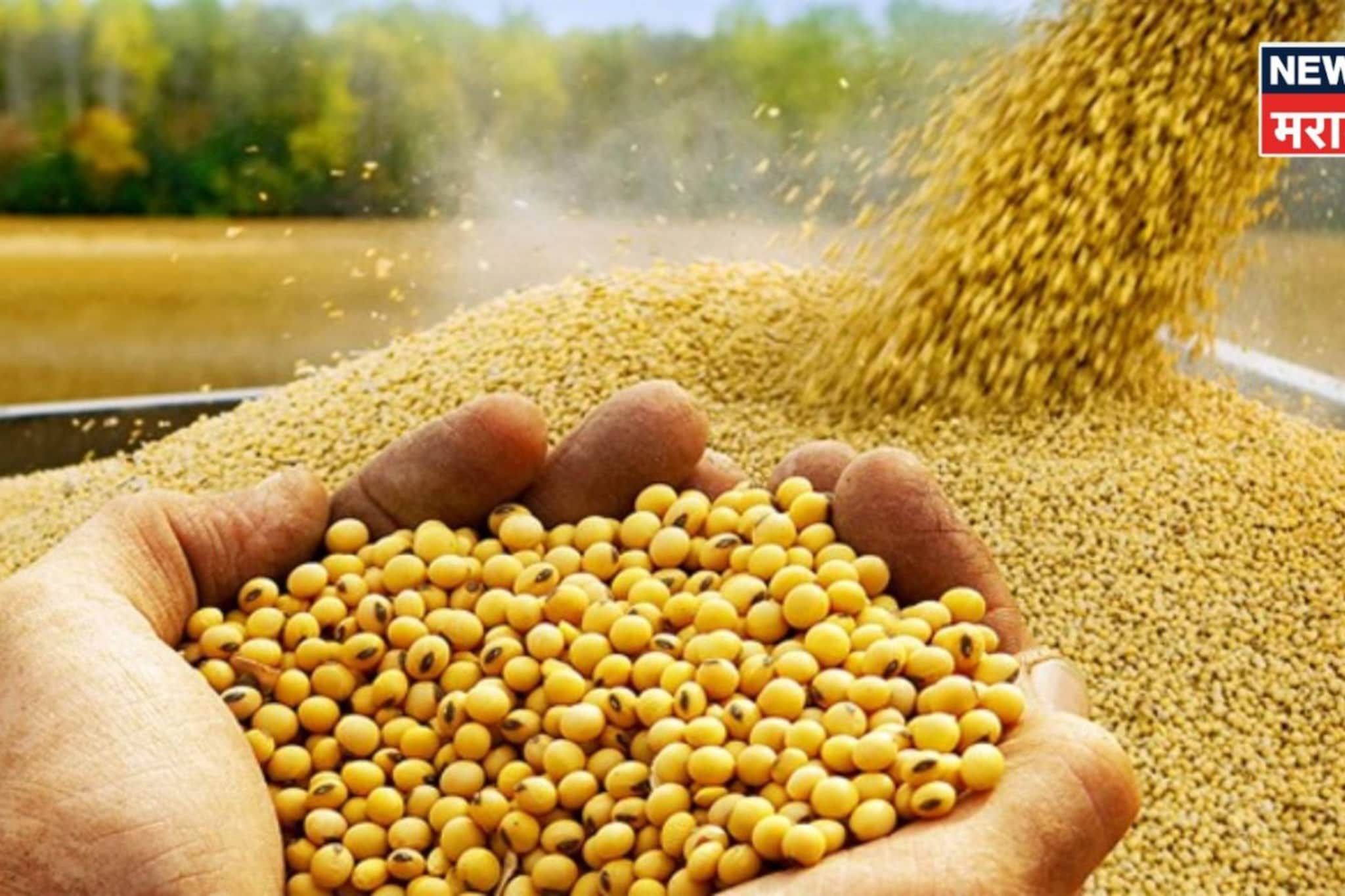 सोयाबीनच्या बाजारभावात पुन्हा उलटफेर! सध्याचे मार्केट काय?