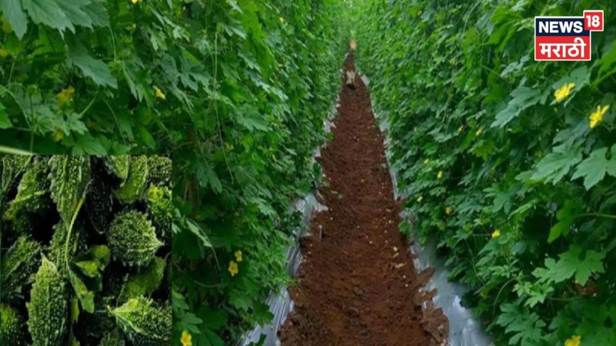 मार्च ते एप्रिलमध्ये शेतकऱ्यांना कमाईसाठी गोल्डन चान्स, या पिकाची लागवड करून करा लाखोंची कमाई