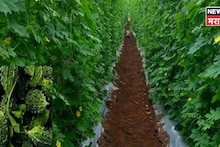 मार्च ते एप्रिलमध्ये शेतकऱ्यांना कमाईसाठी गोल्डन चान्स, या पिकाची लागवड करून करा लाखोंची कमाई