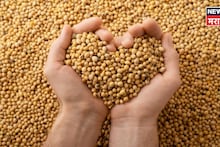 सोयाबीन दरात पुन्हा मोठी उलथापालथ! बाजारभावात तेजी येणार का? सध्याचे मार्केट काय?