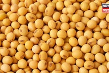 फेब्रुवारीच्या शेवटच्या दिवशी सोयाबीन बाजारभावात मोठी वाढ! मार्चमध्ये दर कसे असणार?