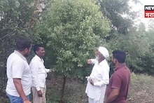 अहिल्यानगरच्या रावसाहेबांनी केली कमाल! शेतात या १४ हजार रोपांची लागवड केली अन् झाले करोडपती