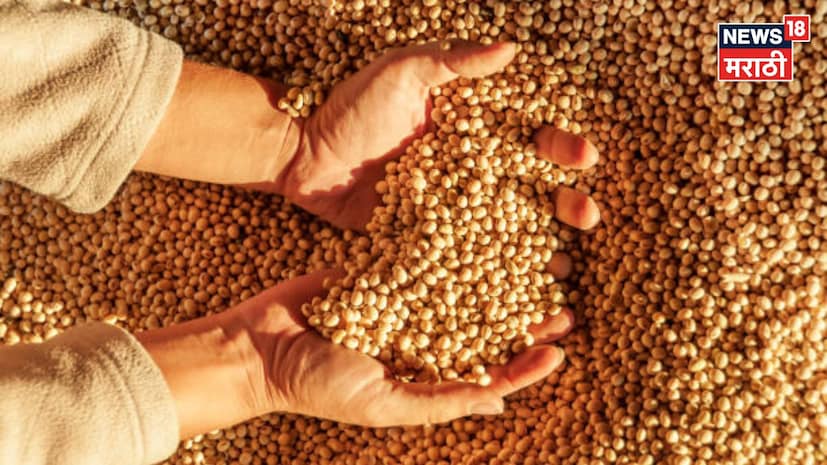 मुंबई : राज्यातील सोयाबीन बाजारात आज (१६ फेब्रुवारी २०२६) मिश्र चित्र पाहायला मिळाले. काही बाजार समित्यांमध्ये चांगल्या दराची नोंद झाली असली, तरी आवक मर्यादित राहिल्यामुळे दरात मोठी उसळी दिसून आलेली नाही. मुंबई : राज्यातील सोयाबीन बाजारात आज (१६ फेब्रुवारी २०२६) मिश्र चित्र पाहायला मिळाले. काही बाजार समित्यांमध्ये चांगल्या दराची नोंद झाली असली, तरी आवक मर्यादित राहिल्यामुळे दरात मोठी उसळी दिसून आलेली नाही.