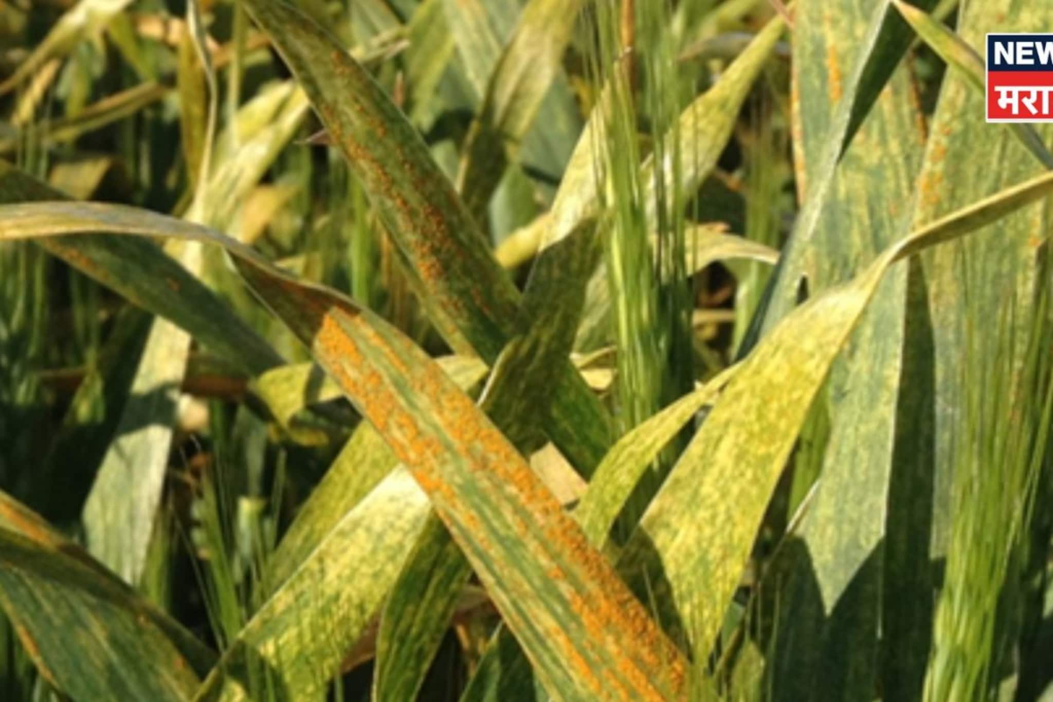 कितीही फवारणी केली तरी पिकं पिवळी का पडतात? एक्स्पर्टचा सल्ला काय सांगतो?