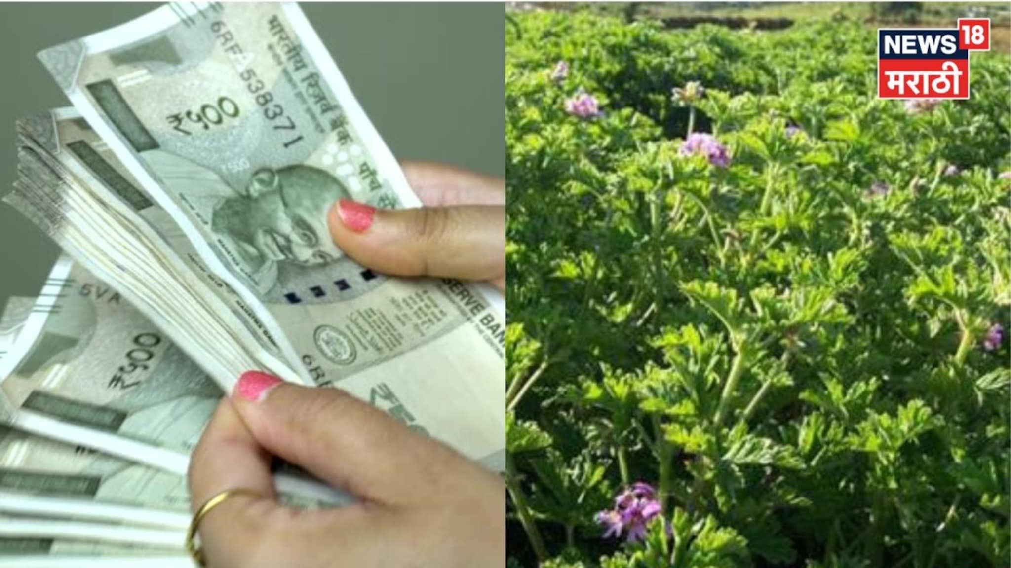 शेतात या पिकाची लागवड करा, तेलाला मिळतोय १२,००० रु लिटर भाव, कराल लाखोंची कमाई