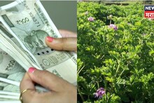 ऊस,कांदा,द्राक्षाचा नाद सोडा! या पिकाची लागवड करा, एक लिटर तेलाला मिळतोय १२,००० रु भाव,कराल लाखोंची कमाई