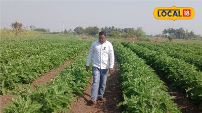 सोलापुर के किसान ने 10 गुंठा में बैंगन उगाकर कमाए 3.5 लाख रुपये का मुनाफा.