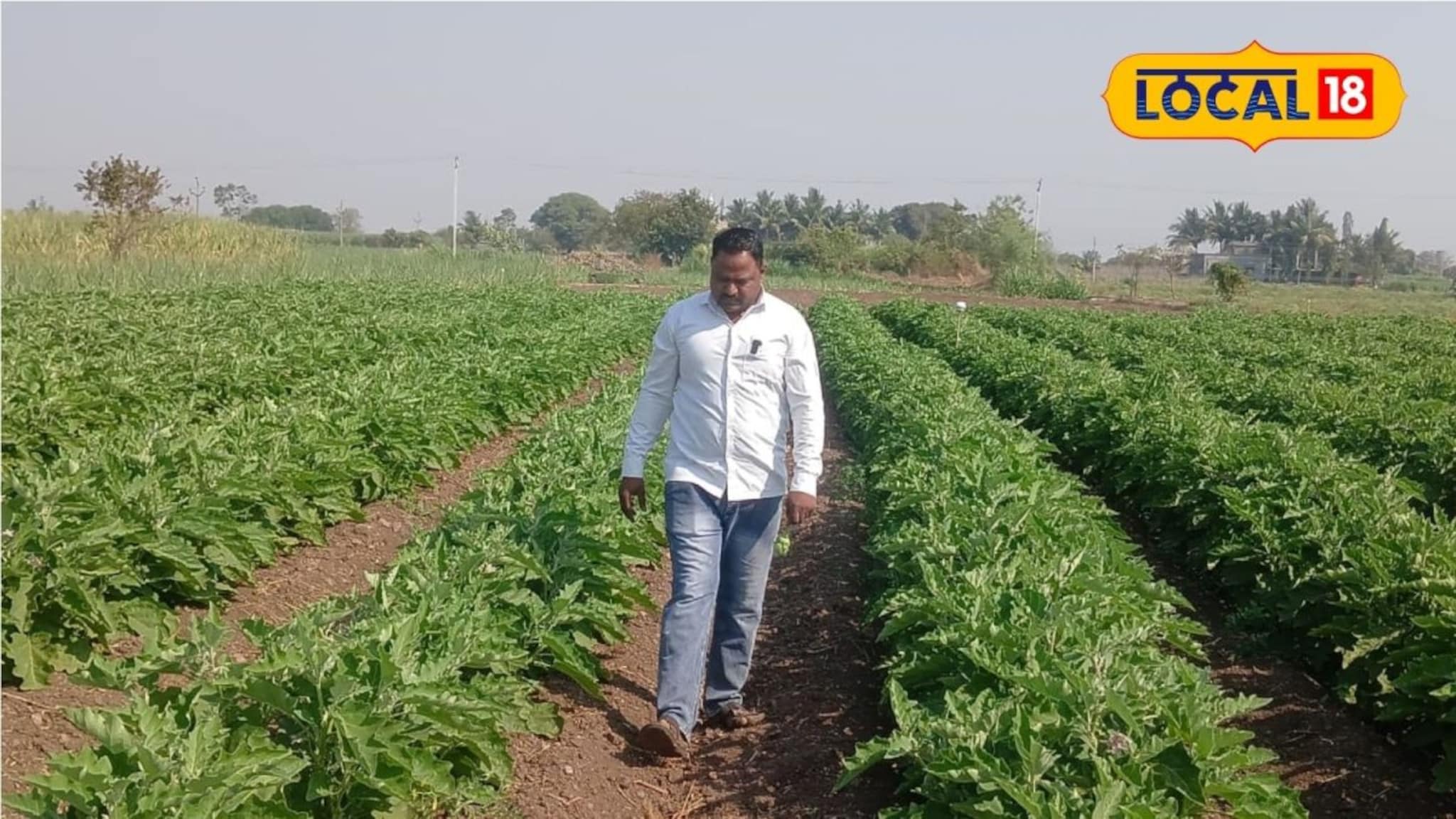 Success Story : शेतकऱ्याचा प्रयोग भारीच, 10 गुंठ्यात केली वांग्याची लागवड, साडेतीन लाखांचा नफा!