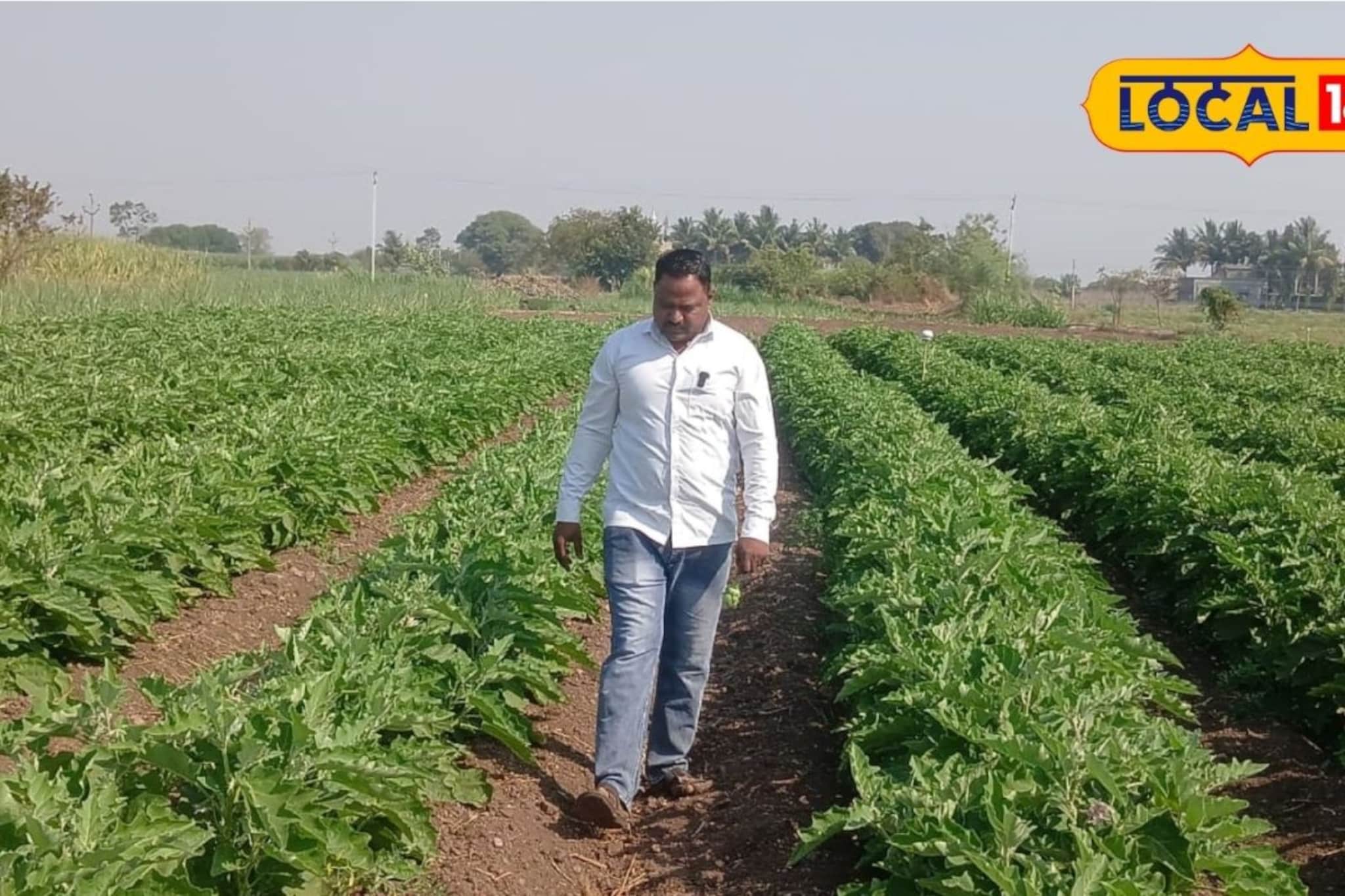शेतकऱ्याचा प्रयोग भारीच, 10 गुंठ्यात केली वांग्याची लागवड, साडेतीन लाखांचा नफा!