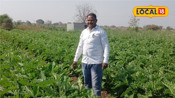 शेतकऱ्याचा प्रयोग भारीच, 10 गुंठ्यात केली वांग्याची लागवड, साडेतीन लाखांचा नफा!