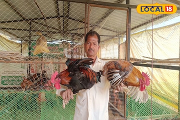 शेतीला दिली व्यवसायाची जोड, 2 गुंठ्यात केलं कोंबडी पालन, वर्षाला 4 लाख कमाई शेतीला दिली व्यवसायाची जोड, 2 गुंठ्यात केलं कोंबडी पालन, वर्षाला 4 लाख कमाई
