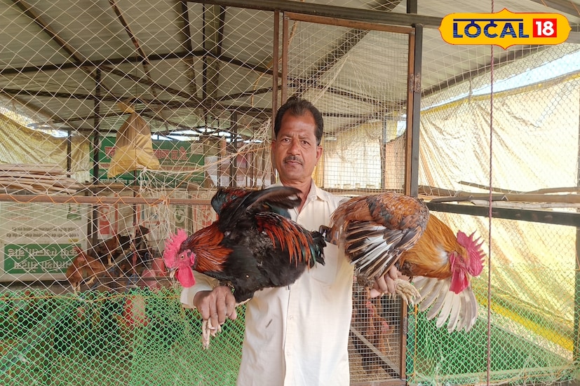 बीड जिल्ह्यातील कल्याण घोडके या शेतकऱ्याने अल्प शेतीतूनही मोठे यश मिळवून दाखवले आहे. अवघ्या अडीच एकर शेतीवर उदरनिर्वाह करत असताना त्यांनी शेतीला जोड व्यवसाय म्हणून गावरान कोंबडी पालन सुरू केले. मागील तीन वर्षांपासून ते सातत्याने हा व्यवसाय करत असून त्यातून त्यांनी चांगली आर्थिक प्रगती साधली आहे. बीड जिल्ह्यातील कल्याण घोडके या शेतकऱ्याने अल्प शेतीतूनही मोठे यश मिळवून दाखवले आहे. अवघ्या अडीच एकर शेतीवर उदरनिर्वाह करत असताना त्यांनी शेतीला जोड व्यवसाय म्हणून गावरान कोंबडी पालन सुरू केले. मागील तीन वर्षांपासून ते सातत्याने हा व्यवसाय करत असून त्यातून त्यांनी चांगली आर्थिक प्रगती साधली आहे.