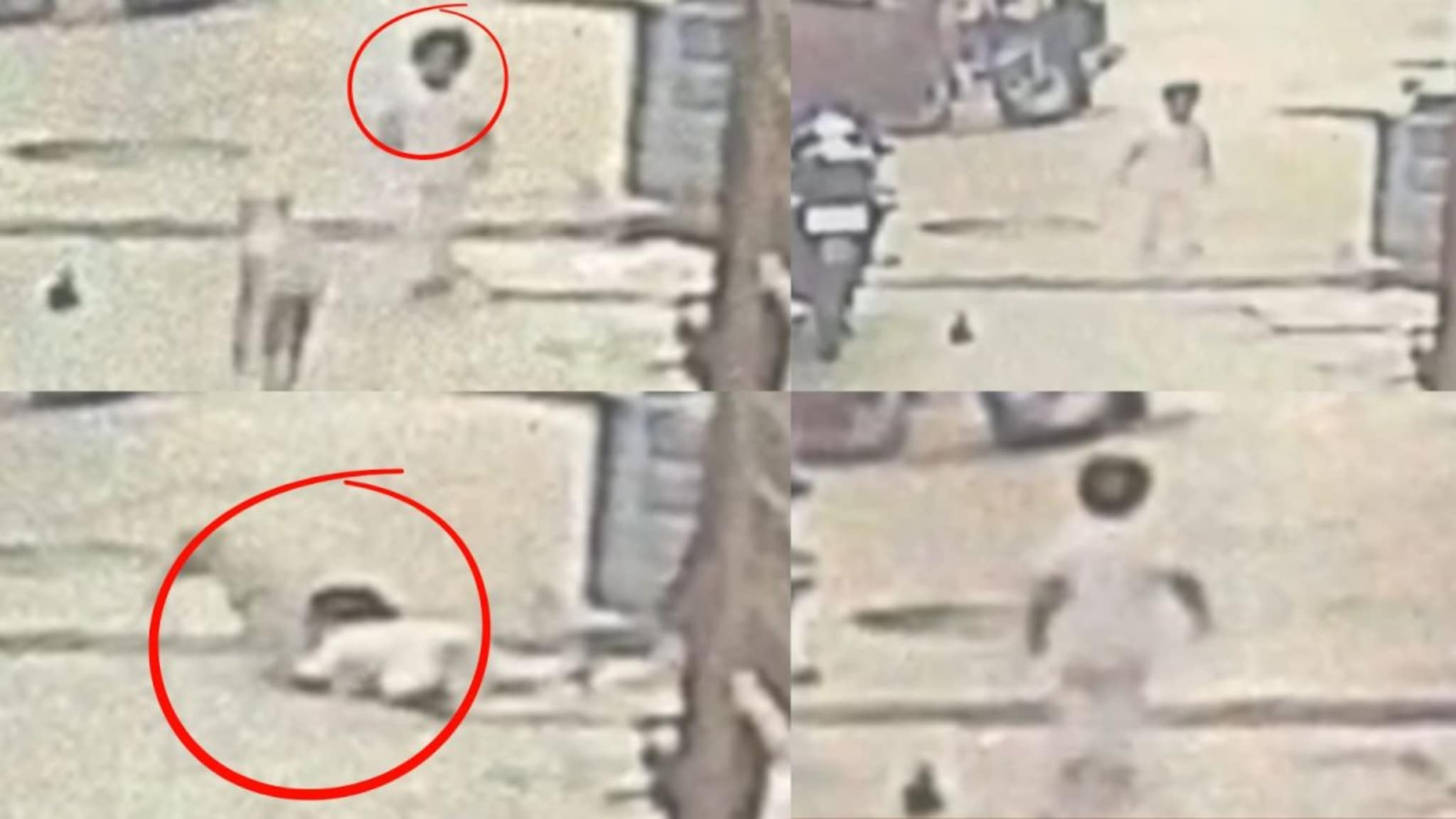 पिसाळलेल्या कुत्र्याचा 2 वर्षांच्या चिमुकलीवर हल्ला, हादरवून सोडणारा CCTV Video