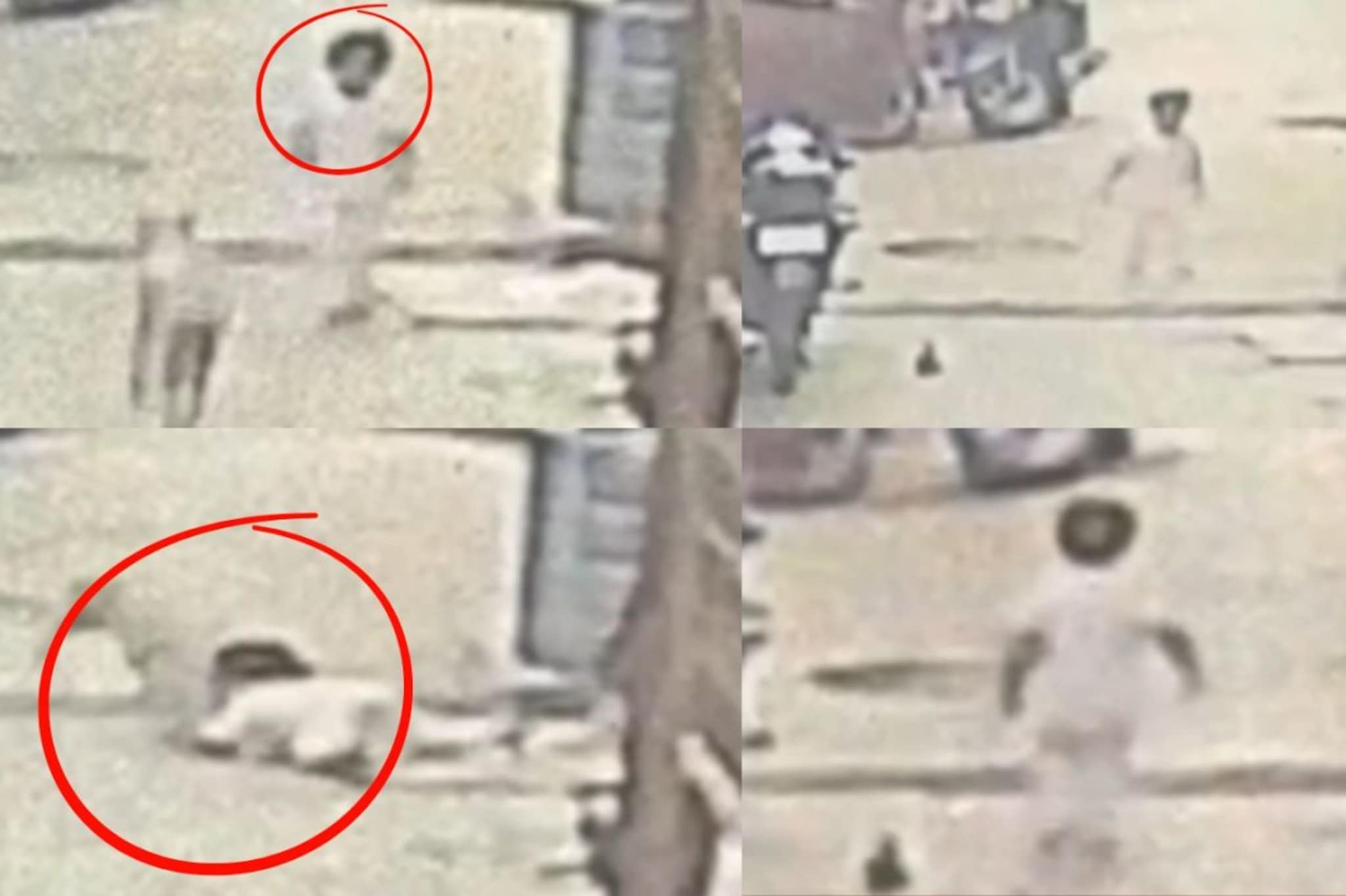 पिसाळलेल्या कुत्र्याचा 2 वर्षांच्या चिमुकलीवर हल्ला, हादरवून सोडणारा CCTV Video पिसाळलेल्या कुत्र्याचा 2 वर्षांच्या चिमुकलीवर हल्ला, हादरवून सोडणारा CCTV Video