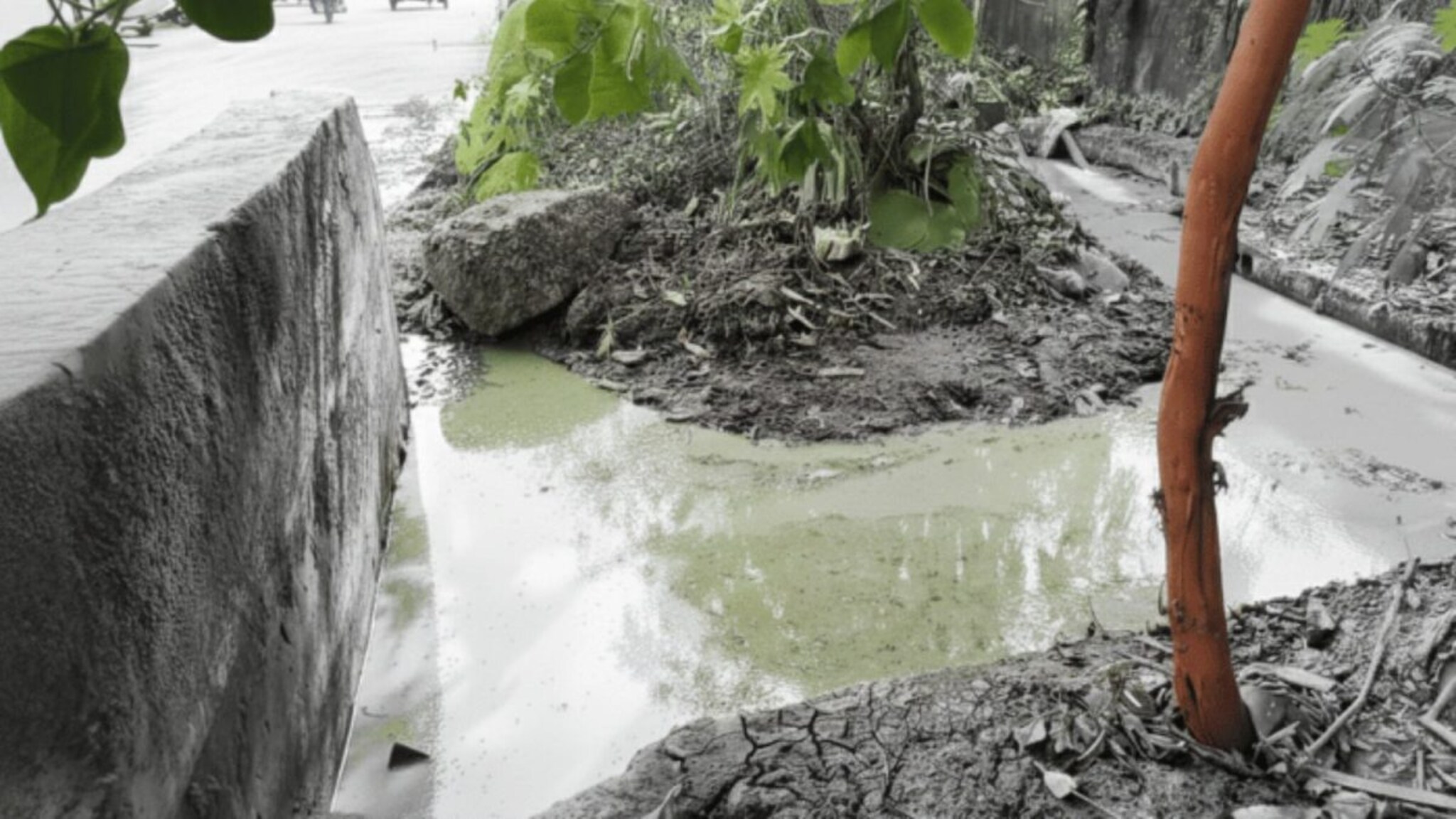 Dombivli Road: डोंबिवलीत पुन्हा रस्ते झाले हिरवे, नेमका प्रकार काय? नागरिकांमध्ये भीतीचं वातावरण