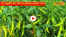 Video: शेतकऱ्यांनो पाहा! 'या' पद्धतीने करा शेती अन् मिळवा लाखांत नफा! 