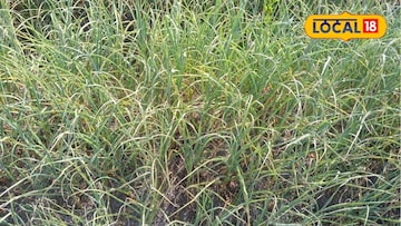 25 हजार खर्च अन् दीड लाख नफा, शेतकऱ्याने केली फायद्याची शेती, असं काय केलं?