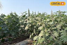 Agriculture News : कमी खर्चात करा एरंडी शेती, मिळेल पैसाच पैसा, कशी कराल लागवड? Video