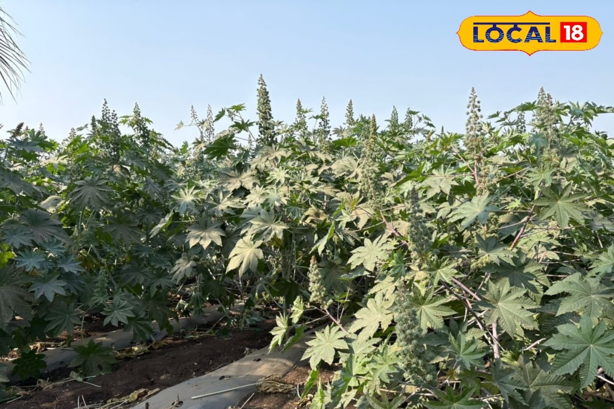 कमी खर्चात करा एरंडी शेती, मिळेल पैसाच पैसा, कशी कराल लागवड? Video