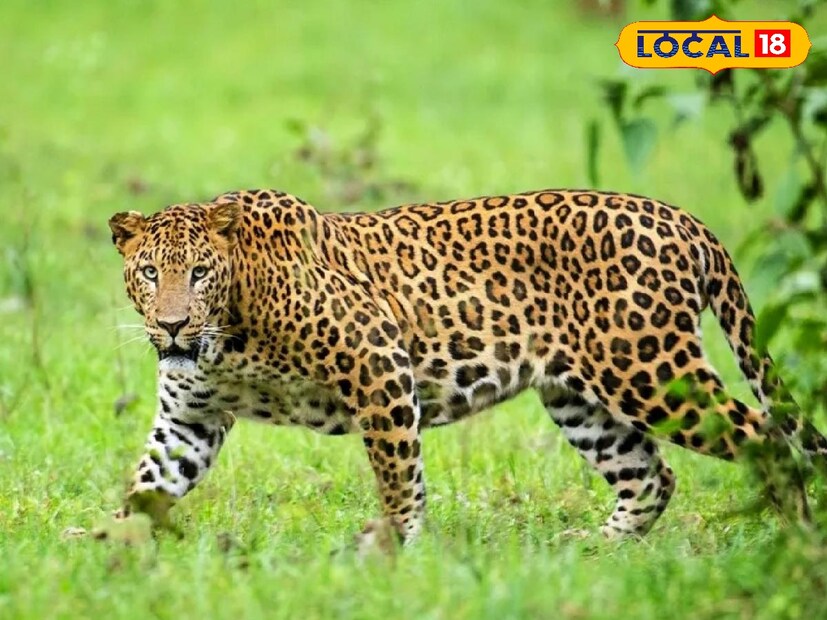  नाशिक जिल्ह्यातील दिंडोरी तालुक्यातील वनपरिक्षेत्रातील चाचडगावातील ऊसशेतीत बिबट्याची नवजात पिल्ले आढळून आली होती. दिंडोरी वनपथकाने धाव घेत पिल्लांना रेस्क्यू केले होते. त्यापैकी एकाची त्वचा पांढरी असल्याचे आढळून आल्याने नाशिक डिव्हिजनच्या पथकाला पाचारण करण्यात आले होते.