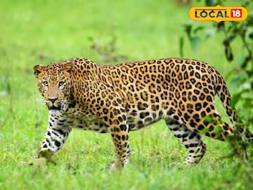 नाशिकमध्ये पहिल्यांदाच असं घडलं,शेतात पिल्लं आढळली, तिसऱ्याचा रंग पाहून सगळेच हैराण; PHOTOS नाशिकमध्ये पहिल्यांदाच असं घडलं,शेतात पिल्लं आढळली, तिसऱ्याचा रंग पाहून सगळेच हैराण; PHOTOS