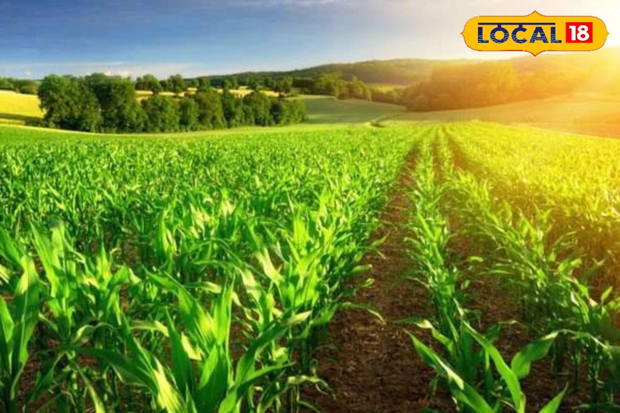 रासायनिक खतामुळे दुष्परिणाम, अशी करा नैसर्गिक शेती, उत्पादनात होईल भरघोस वाढ