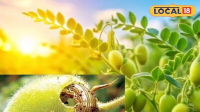 घाटे अळी सक्रिय; हरभरा पिक वाचवण्यासाठी महत्वाचे उपाय कोणते, जाणून सविस्तर माहित